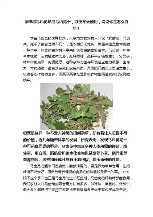 怎样将马齿苋晒成马齿苋干，以便冬天使用，说说你是怎么弄的？