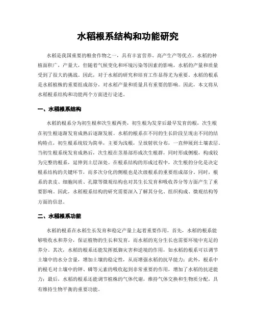 水稻根系结构和功能研究