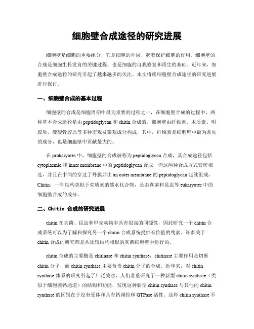 细胞壁合成途径的研究进展
