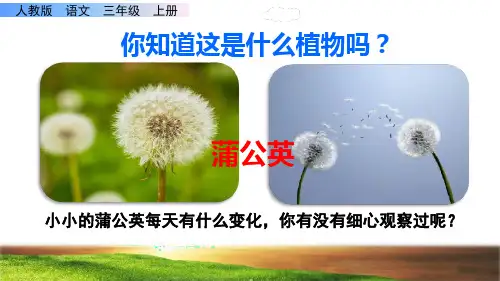 金色的草地课件PPT完美版三年级上册语文部编.ppt