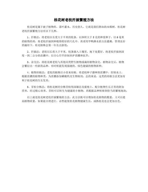 桂花树老枝扦插繁殖方法