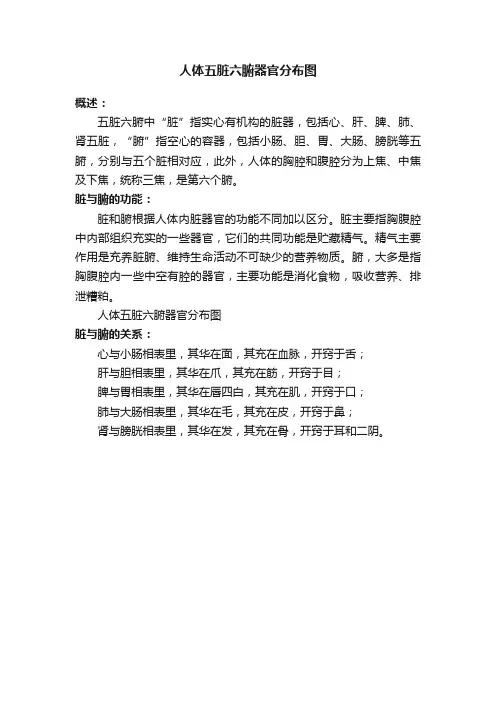 人体五脏六腑器官分布图