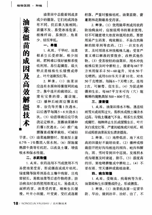 油菜僵苗的成因及高效解僵技术