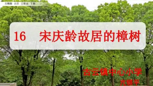 16 宋庆龄故居的樟树
