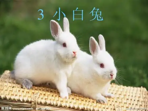 粤教版科学三年级小白兔