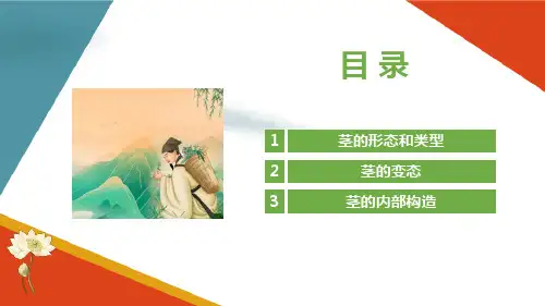 认识药用植物茎的特征(药用植物识别课件)