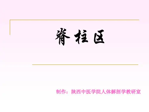医学-脊柱区解剖图
