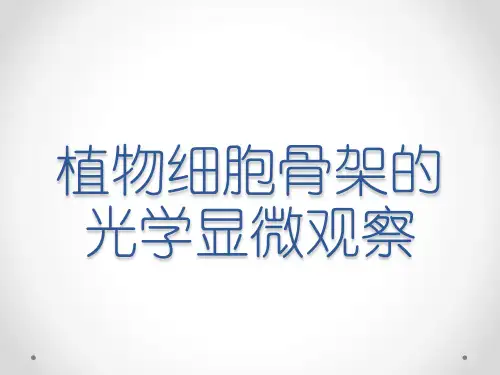 植物细胞骨架的光学显微观察