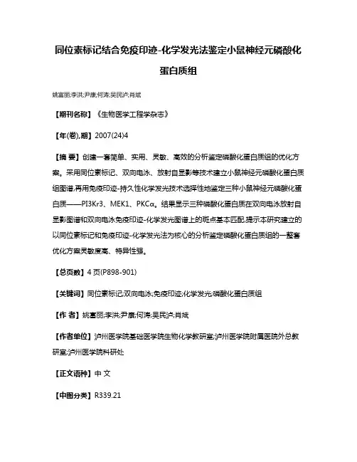 同位素标记结合免疫印迹-化学发光法鉴定小鼠神经元磷酸化蛋白质组