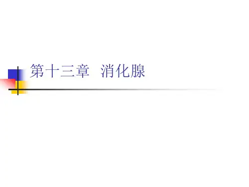 《组织学与胚胎学》课件第13章  消化腺