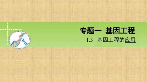 1.3基因工程的应用(62张PPT)