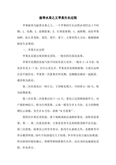 温带水果之王苹果生长过程