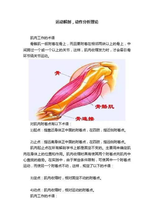 运动解剖，动作分析理论