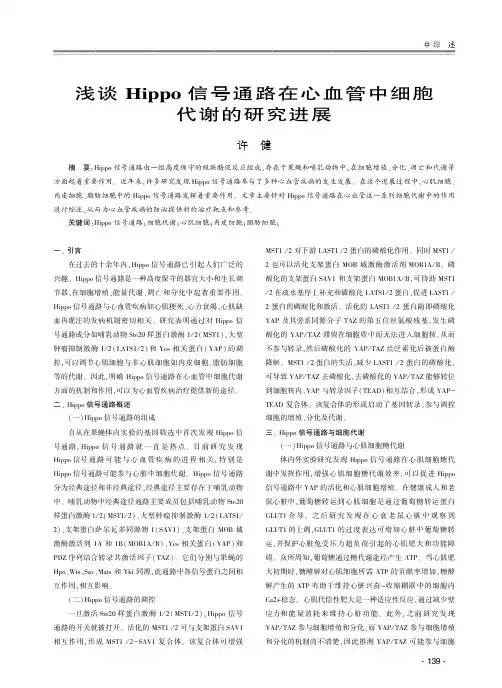 浅谈Hippo信号通路在心血管中细胞代谢的研究进展