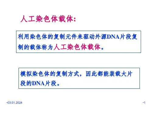 人工染色体载体PPT课件