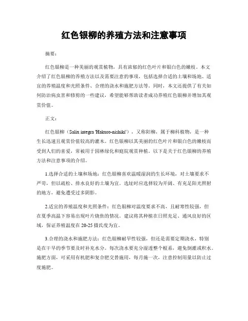 红色银柳的养殖方法和注意事项