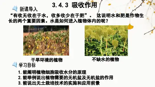 3.4.3 吸收作用(课件)