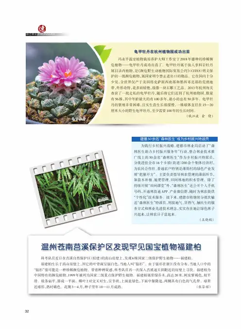 温州苍南莒溪保护区发现罕见国宝植物福建柏