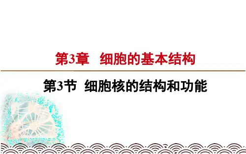 人教版高中生物必修一课件：3.3细胞核的结构和功能(新教材2019)(共28张PPT)