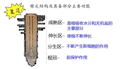 根对水分的吸收ppt课件