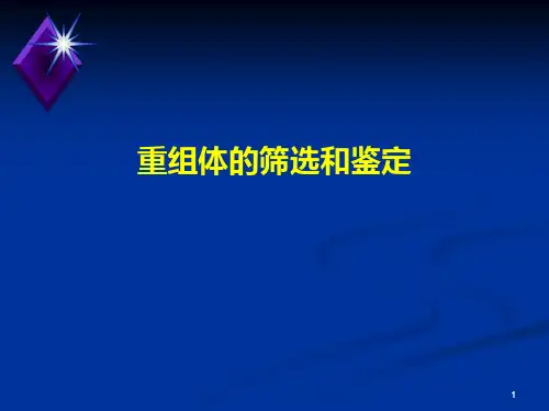 重组体的筛选和鉴定