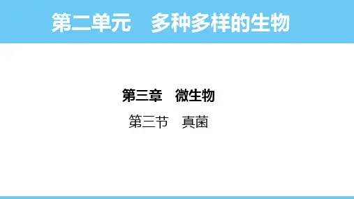 2.3.3  真菌  课件-2024-2025学年人教版生物七年级上册