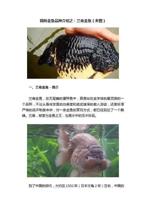 国粹金鱼品种介绍之：兰寿金鱼（多图）