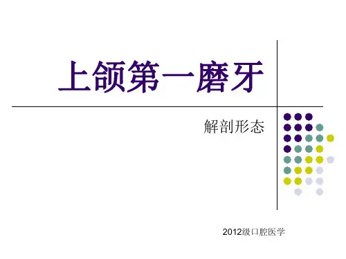 上颌第一磨牙