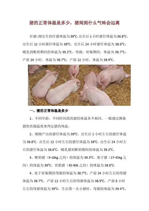 猪的正常体温是多少,猪闻到什么气味会远离