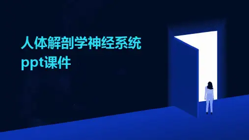 人体解剖学神经系统ppt课件