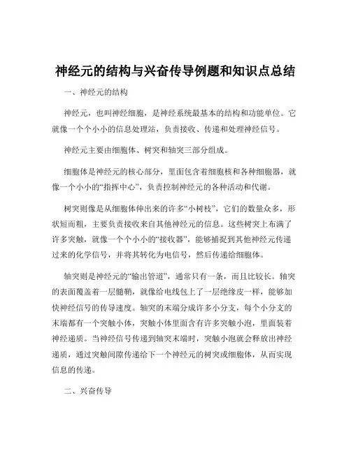 神经元的结构与兴奋传导例题和知识点总结