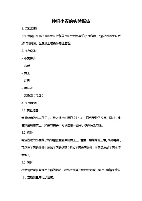 种植小麦的实验报告