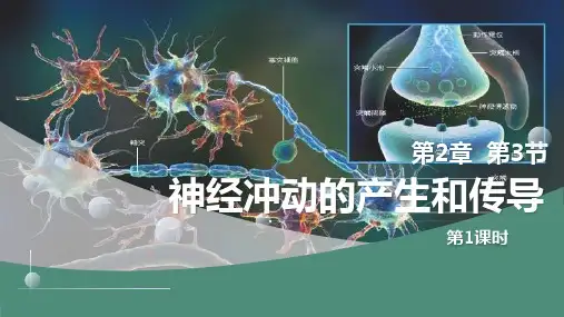 【课件】神经冲动的产生和传导第1课时课件高二上学期生物人教版选择性必修1