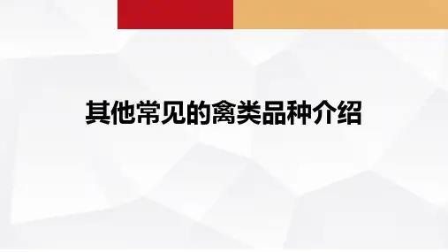 其他常见的禽类品种介绍课件(共14张PPT)《禽生产》