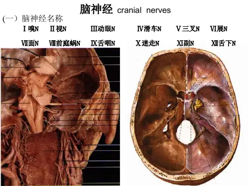 十二对颅神经