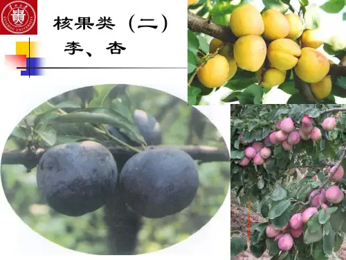 核果类(二)李杏