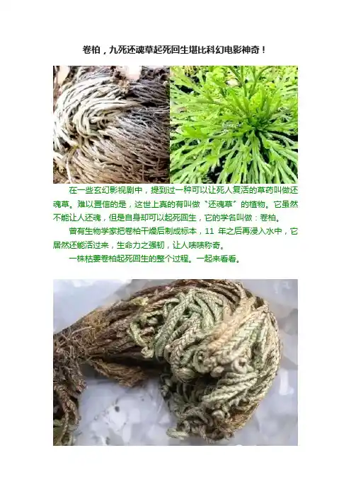 卷柏，九死还魂草起死回生堪比科幻电影神奇！