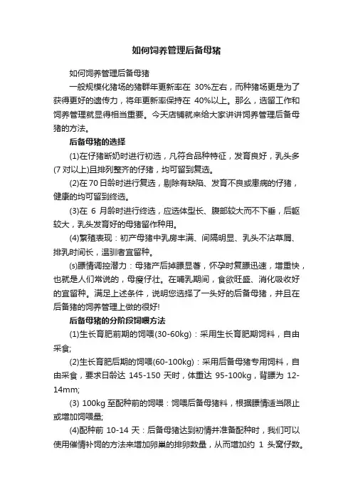 如何饲养管理后备母猪