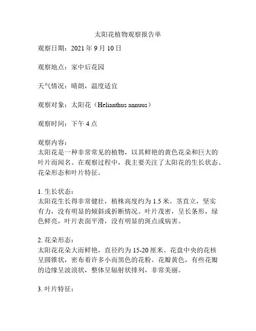 太阳花植物观察报告单