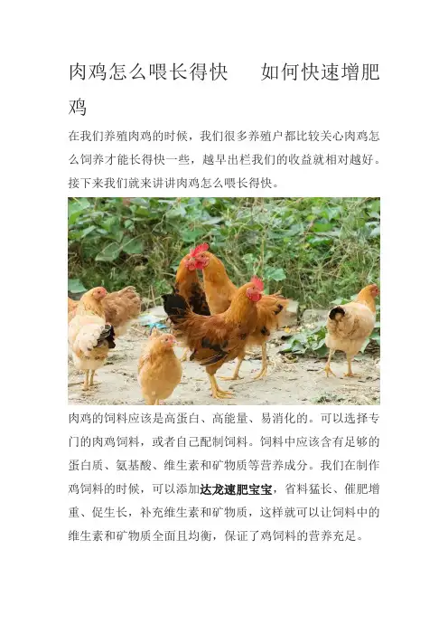 肉鸡怎么喂长得快如何快速增肥鸡