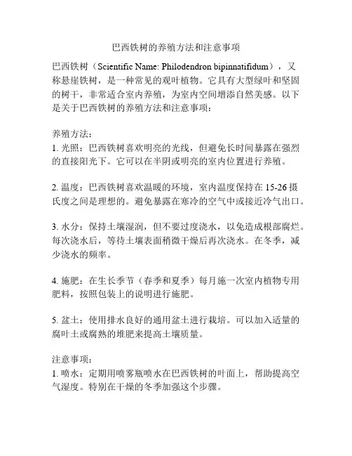 巴西铁树的养殖方法和注意事项