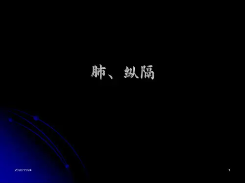 肺解剖 ppt课件