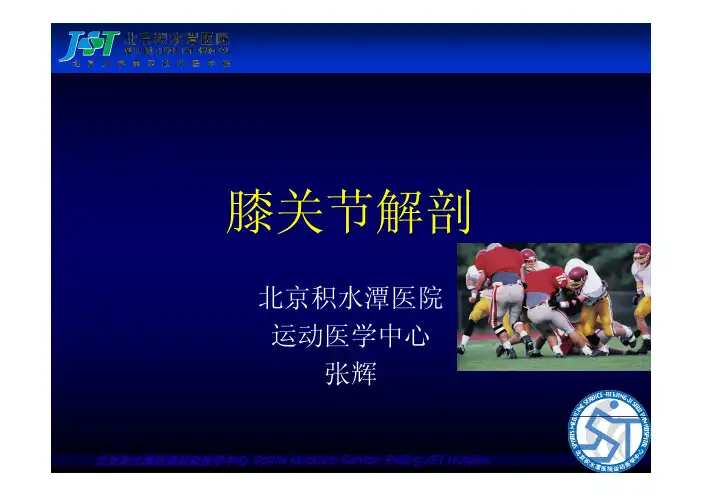 膝关节解剖-张辉