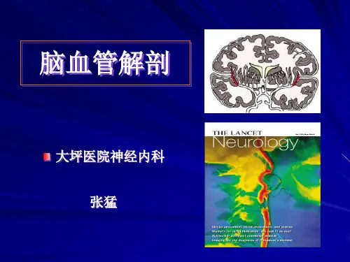 脑血管解剖