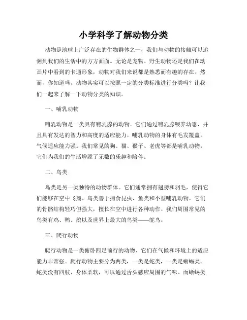 小学科学了解动物分类
