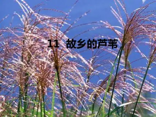11.《故乡的芦苇》