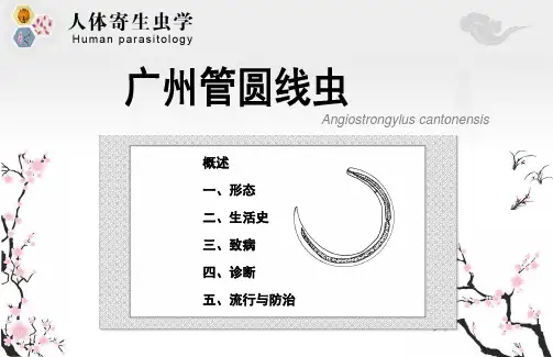 广州管圆线虫课件
