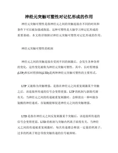 神经元突触可塑性对记忆形成的作用