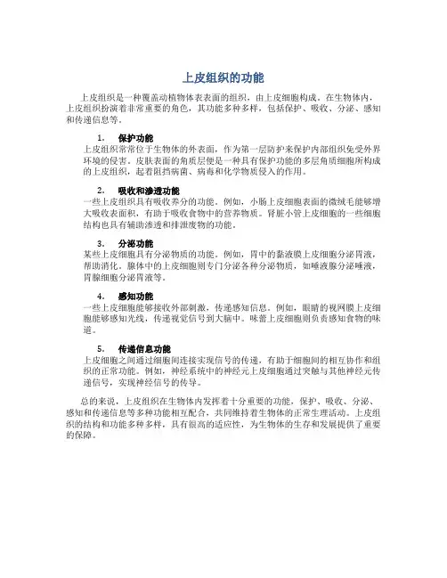 上皮组织的功能
