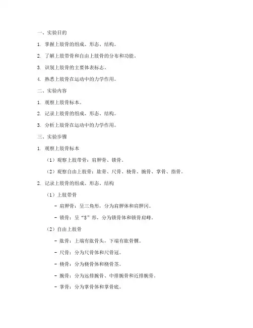 上肢骨实验报告